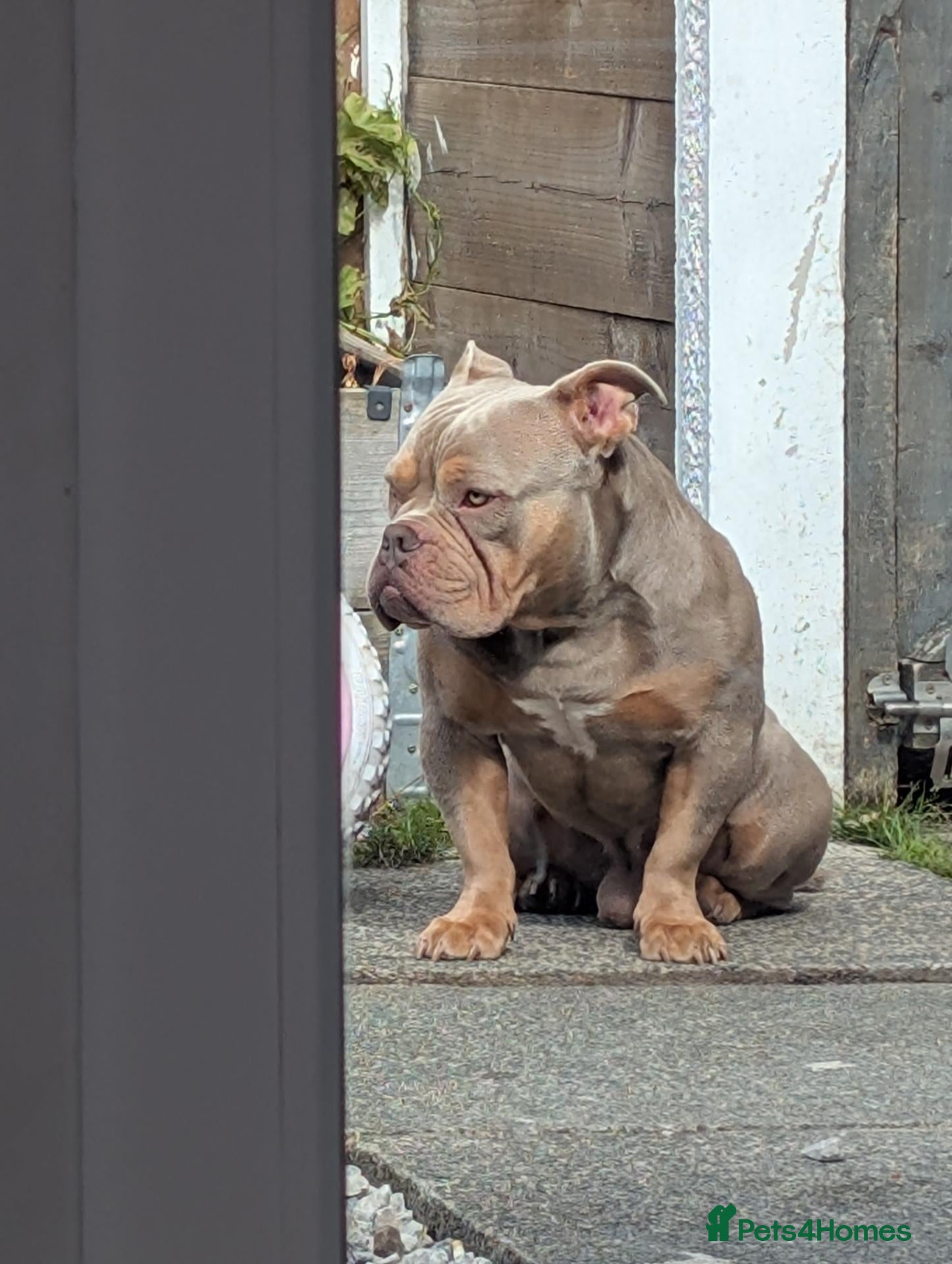 Mixed Breed livestock for sale: Pocket bully  - Advert 2