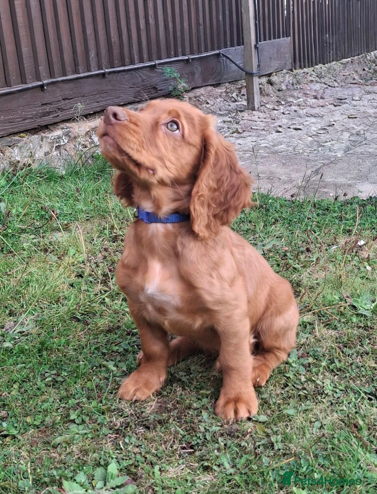 Cocker Spaniel dogs KC REG RED WORKING COCKER SPANIEL - Advert 1