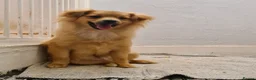 Pomeranian dogs for sale: 2 puppy boy - Advert 6