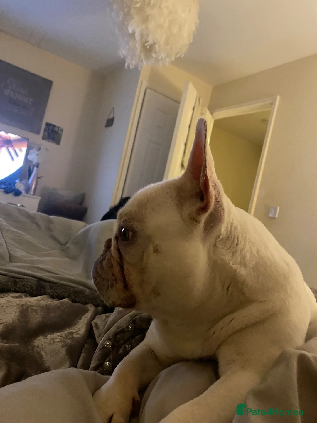 French Bulldog dogs for stud: French bulldog for stud  in Durham - Advert 2
