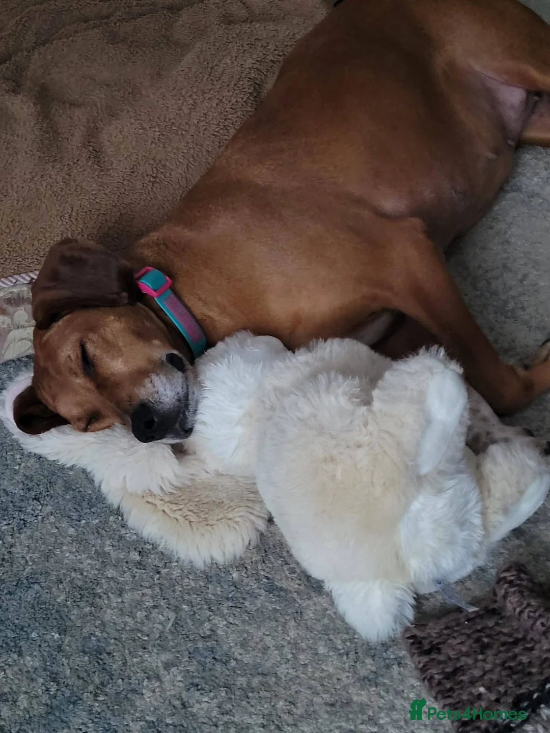 Mixed Breed dogs for adoption: Meet Bala, currently residing in Lanarkshire  - Advert 4