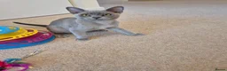 Burmese cats for sale: Gorgeous Blue Male Burmese Kitten - Advert 11