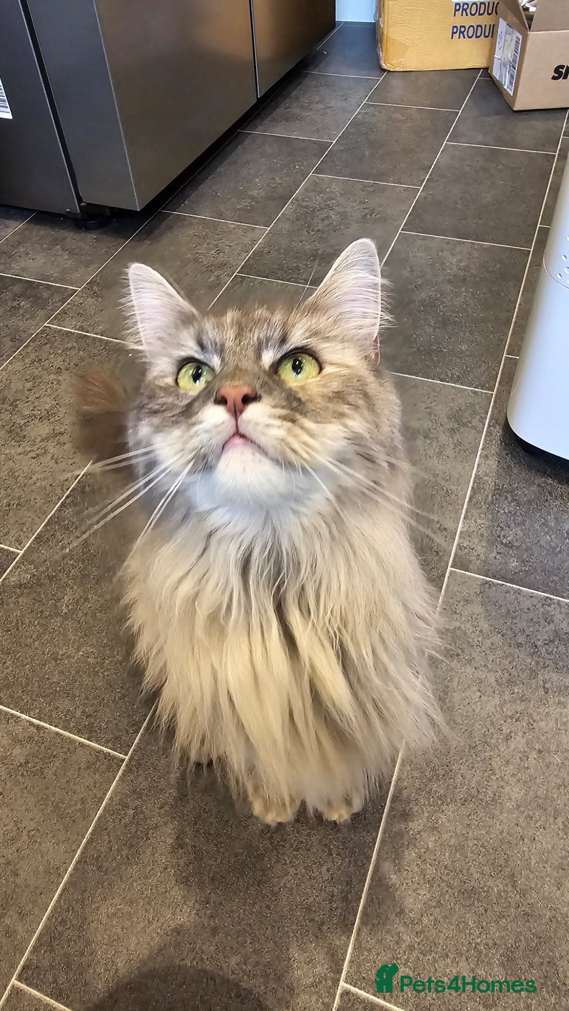 Female Maine Coon