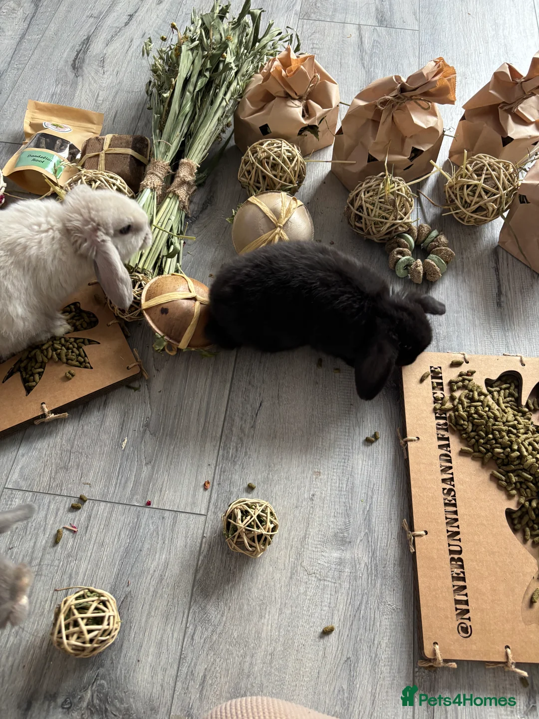 Mini Lop rabbits for sale: Gorgeous Mini Lops  - Advert 17