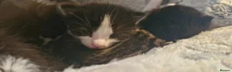 Mixed Breed cats for sale: 7 beauiful kittens looking for a forever home - Advert 9