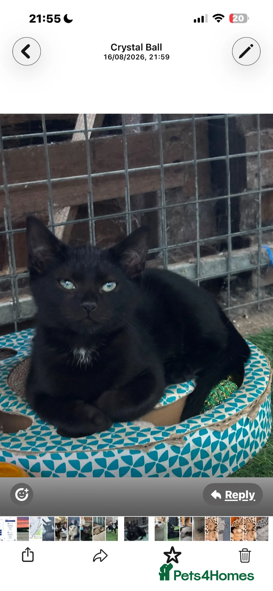 Mixed Breed cats for sale: Mixed bunch  - Advert 7