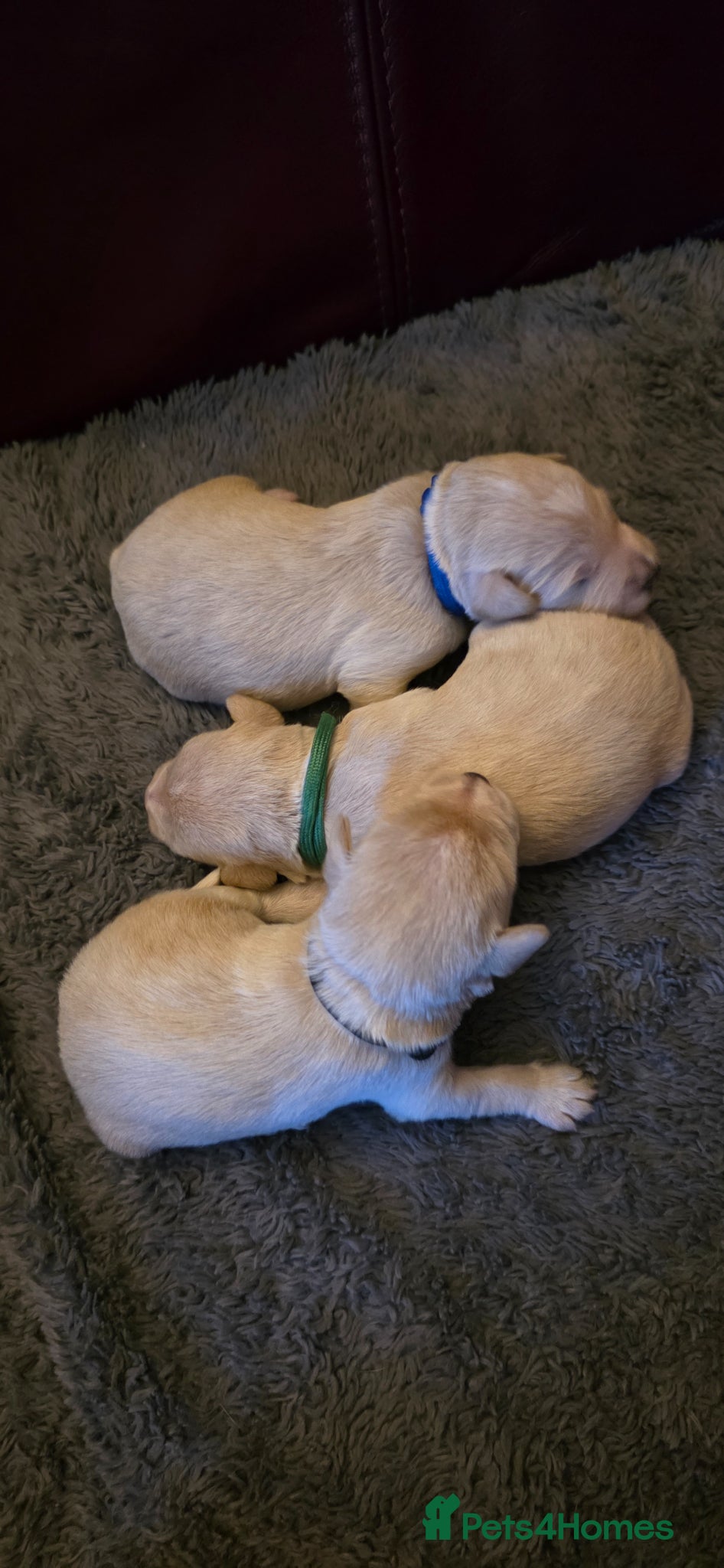 Schnoodle dogs Beautiful Schnoodles  - Advert 2