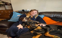 Rottweiler dogs for sale: Beautiful Rottweiler  - Image 3