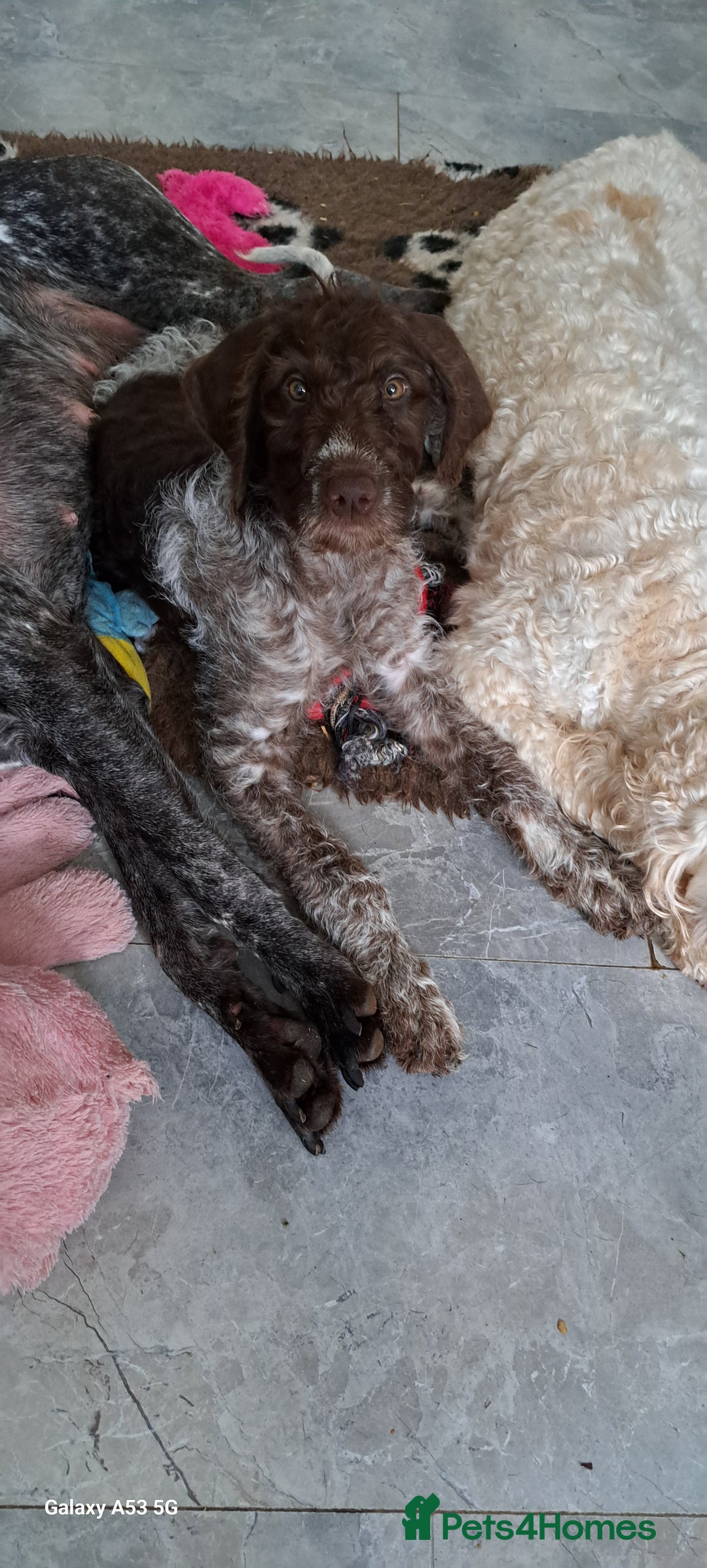 Mixed Breed dogs for sale: Poodle/pointer pups in Cumnock - Image 13