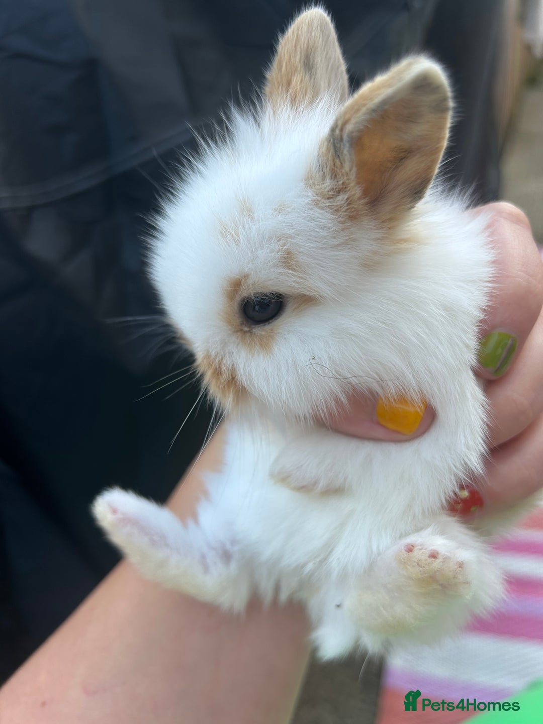 Mini Lion Lop rabbits for sale: 4x mini lop bunnies  - Image 6
