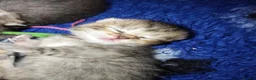 Scottish Fold cats for sale: Exceptional Scottish fold and Straight kittens - Advert 8