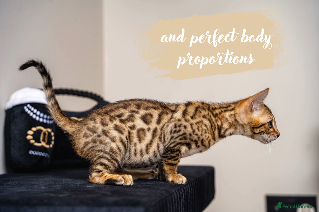 Bengal cats for sale: Dune- Stunning Bengal Boy- TICA with champion line - Image 8