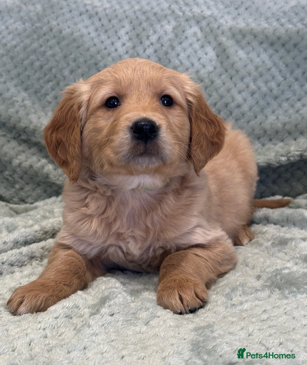 Golden Retriever dogs for sale: Quality litter of KC reg Golden Retriever Puppies  - Advert 27