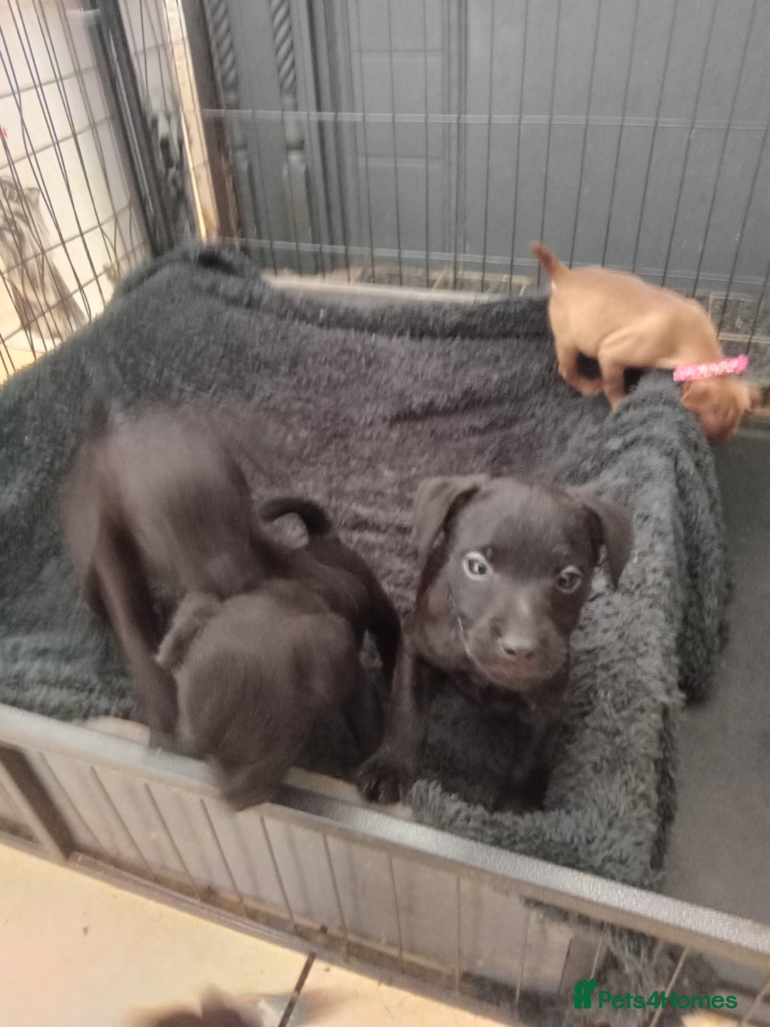 Patterdale Terrier dogs for sale: Patterdale pups for sale ready now - Image 2