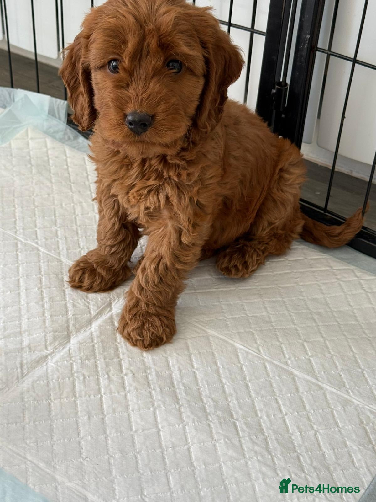 Cockapoo dogs Gorgeous F1 Cockapoo puppies  - Advert 1