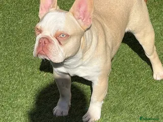 French Bulldog dogs Hikema X Cheeko (French bulldogs) - Advert 1