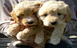 Labradoodle dogs for sale: Beautiful miniature labradoodle puppies - Image 6