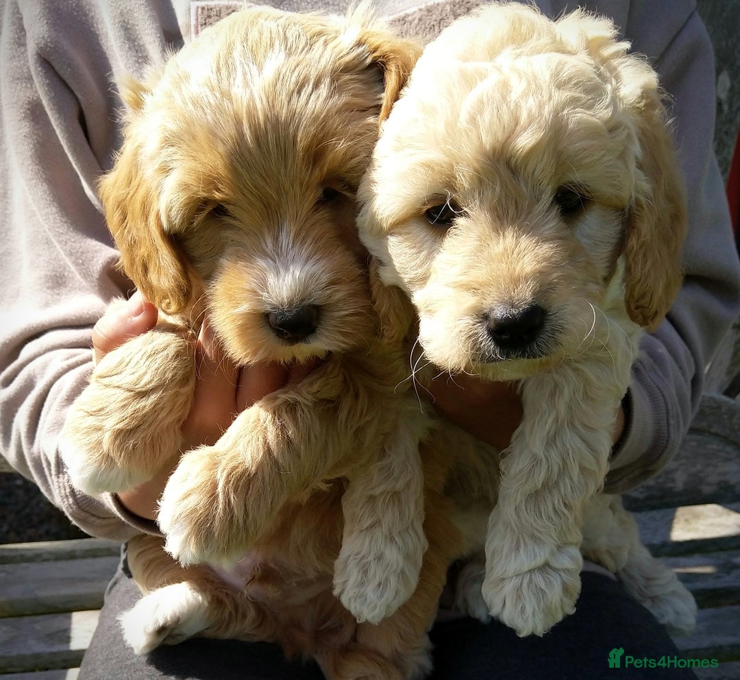 Labradoodle dogs for sale: Beautiful miniature labradoodle puppies - Image 6