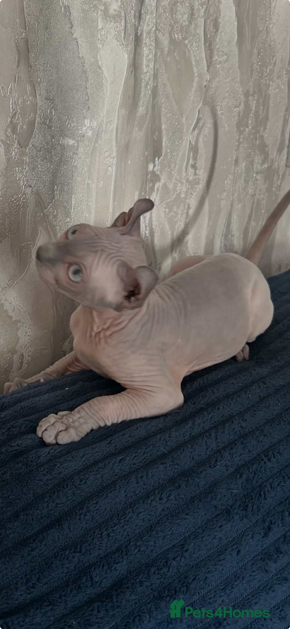 Sphynx cats Six gorgeous sphinx for sale  - Advert 1