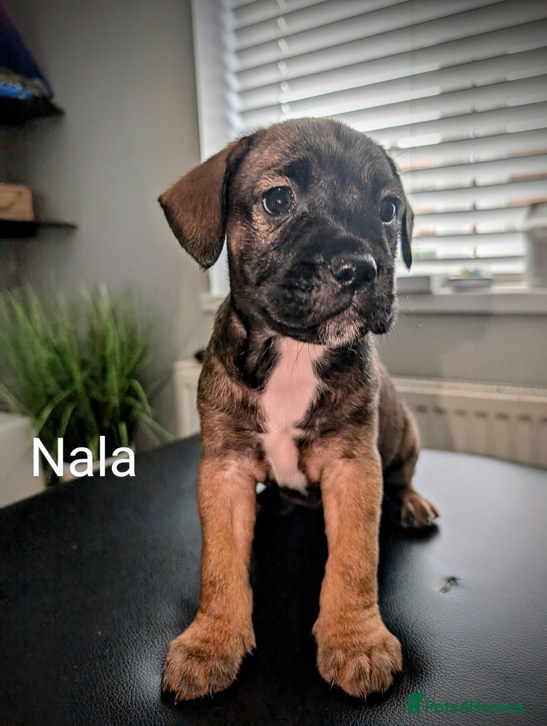 Mixed Breed dogs for sale: Cane corso cross  - Image 12
