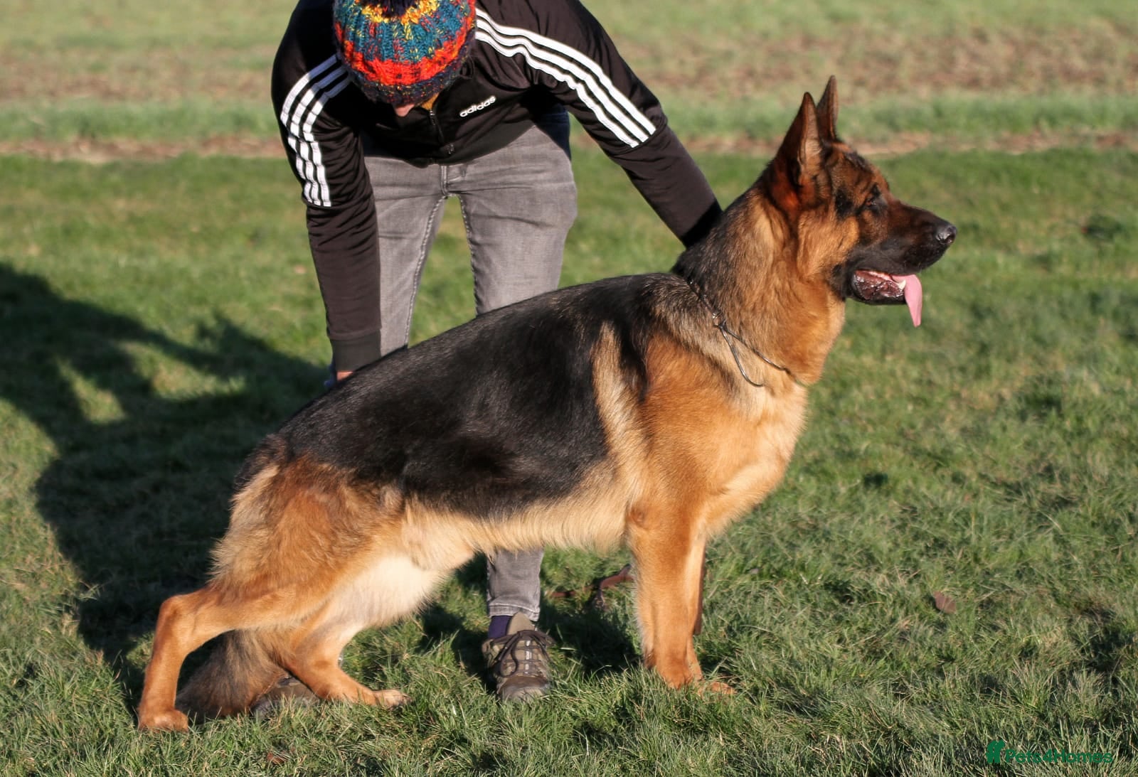 German Shepherd dogs German Shepherd Puppies for Sale — Only 4 Left! - Advert 12