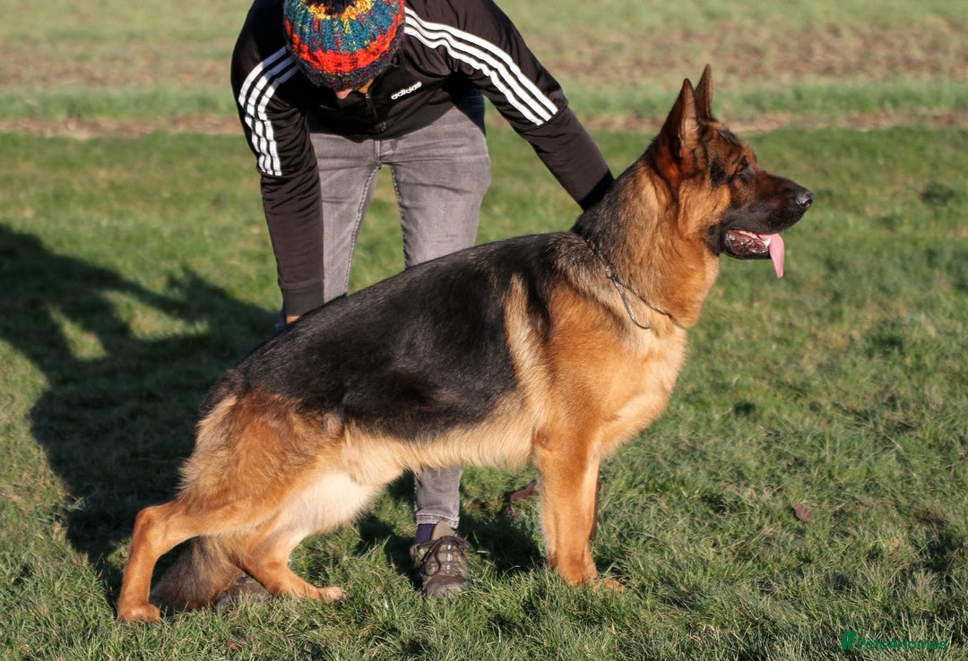 German Shepherd dogs for sale: German Shepherd Puppies for Sale — Only 4 Left! - Advert 1
