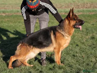 German Shepherd dogs German Shepherd Puppies for Sale — Only 4 Left! - Advert 4