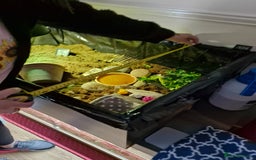 Hermann Tortoise reptiles for sale: Female Herman's Tortoise - Image 8