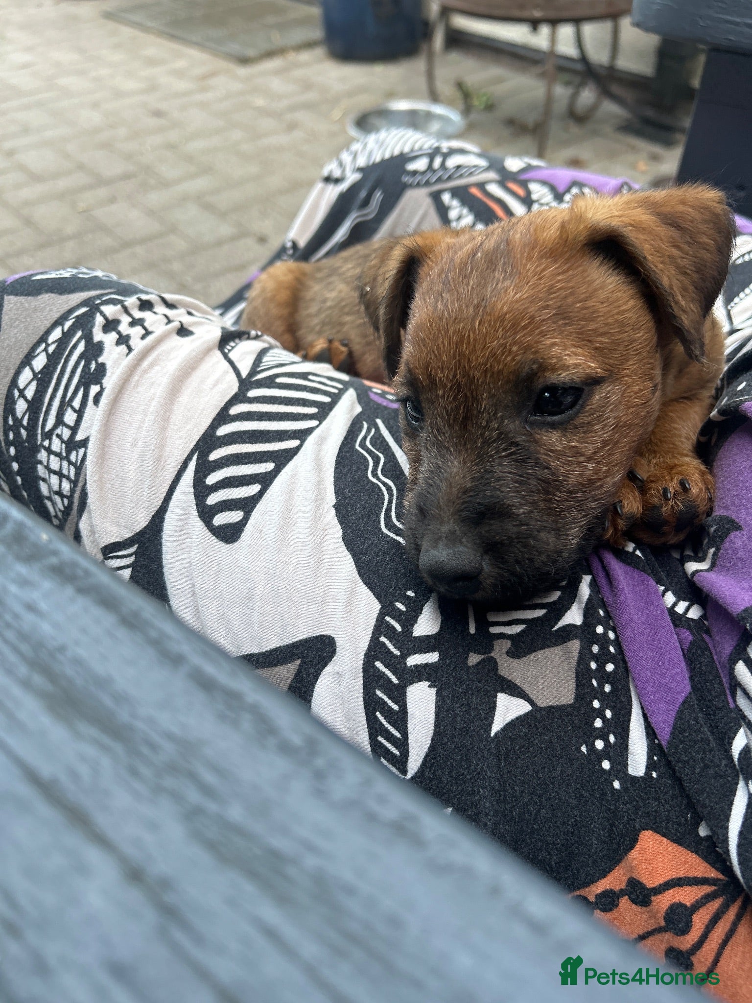 Lakeland Terrier dogs Lakeland puppies for sale - Advert 6