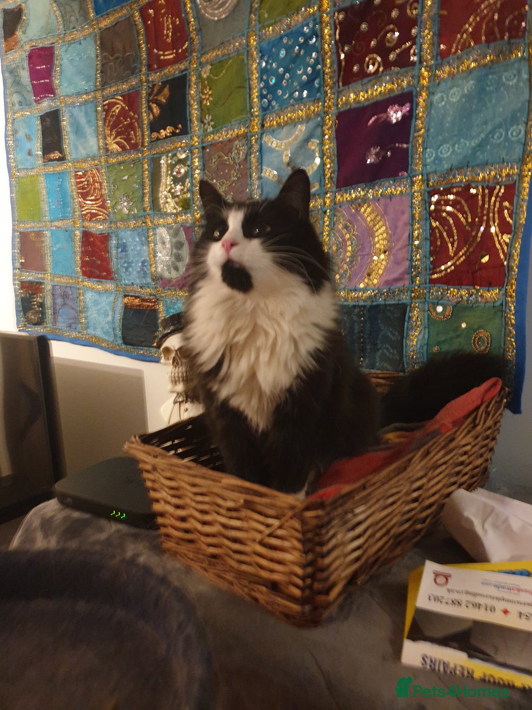 British Shorthair cats for sale: Medium haired black and white 6 year old male cat  - Image 1