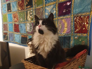 British Shorthair cats - Advert 2