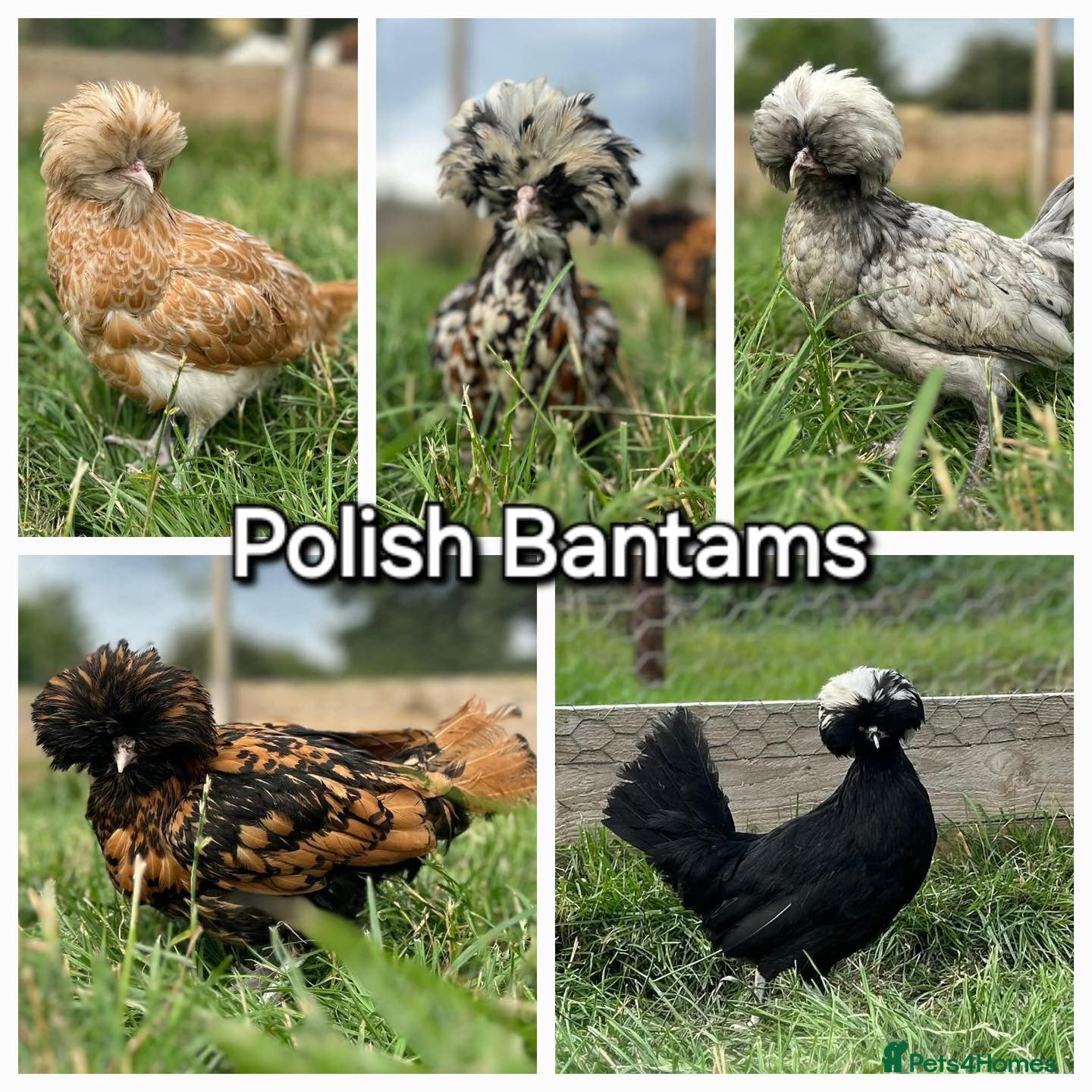 Chickens poultry Bantams  - Advert 1