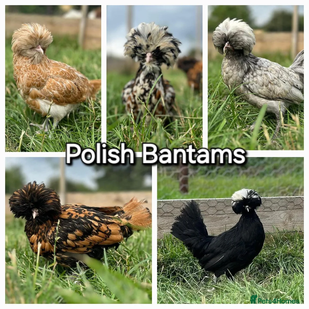 Chickens poultry for sale: Bantams  - Advert 1