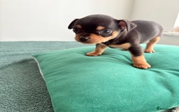 Chihuahua dogs for sale: 2 boys looking for there forever homes - Image 7