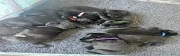 Mixed Breed dogs for sale: Beautiful labrador cross puppies  in Peacehaven - Advert 2