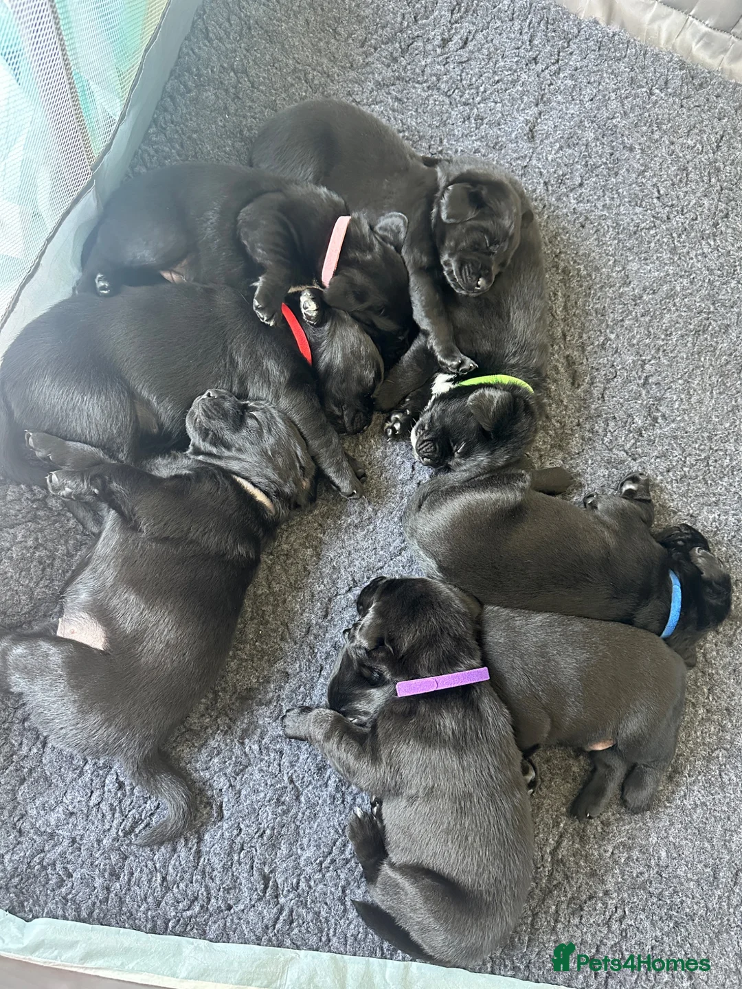 Mixed Breed dogs for sale: Beautiful labrador cross puppies  in Peacehaven - Advert 2