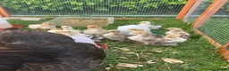 Chickens poultry for sale: Pekin chickens - chicks/growers/pullets - Advert 11