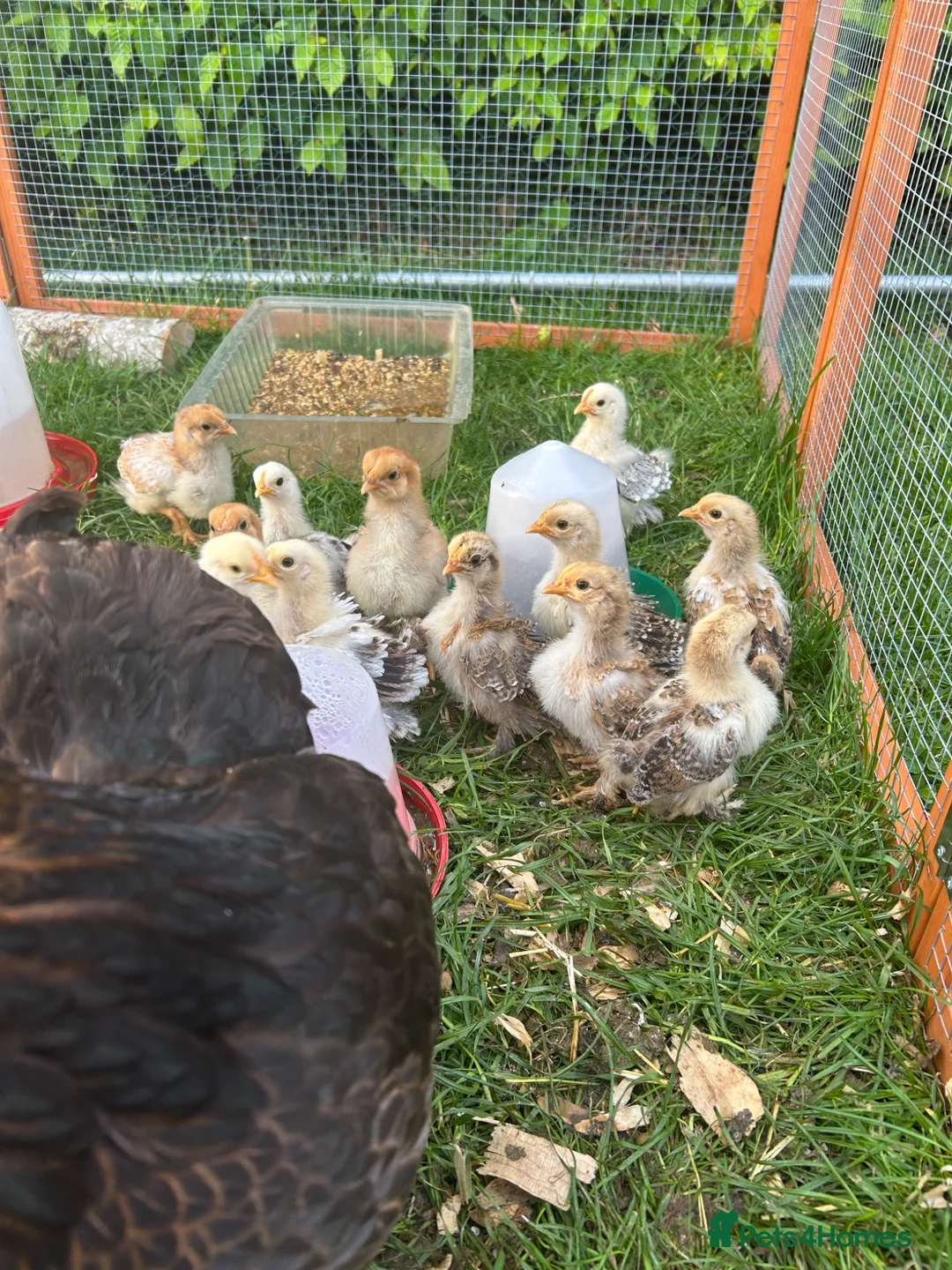 Chickens poultry for sale: Pekin chickens - chicks/growers/pullets - Advert 11