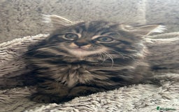 Maine Coon cats for sale: Beautiful 3/4 Maine coon cross kitten  - Image 3
