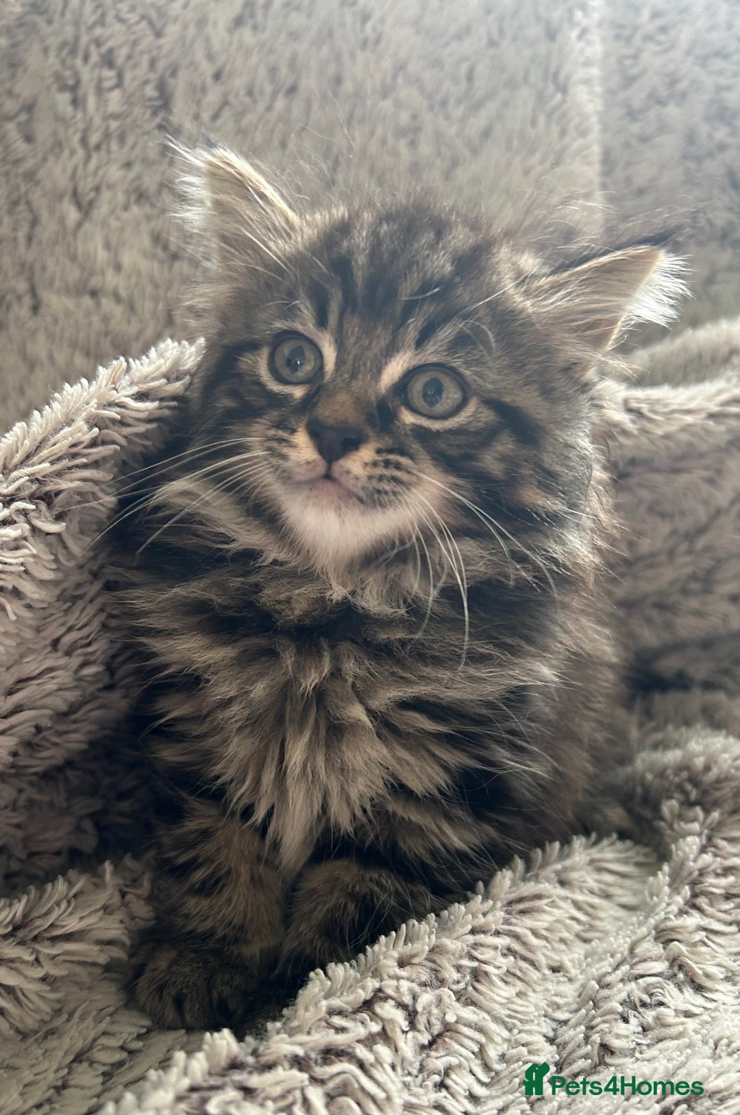 Maine Coon cats for sale: Beautiful 3/4 Maine coon cross kitten  - Image 3
