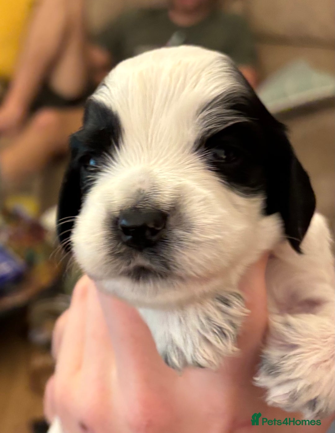 Cocker Spaniel dogs for sale: Beautiful cocker spaniel pups - Advert 2