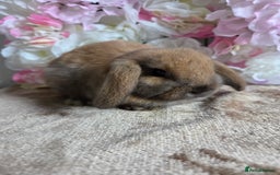 Mini Lop rabbits for sale: 💙🩷 young friendly pure bred mini lops🩷💙 - Image 9