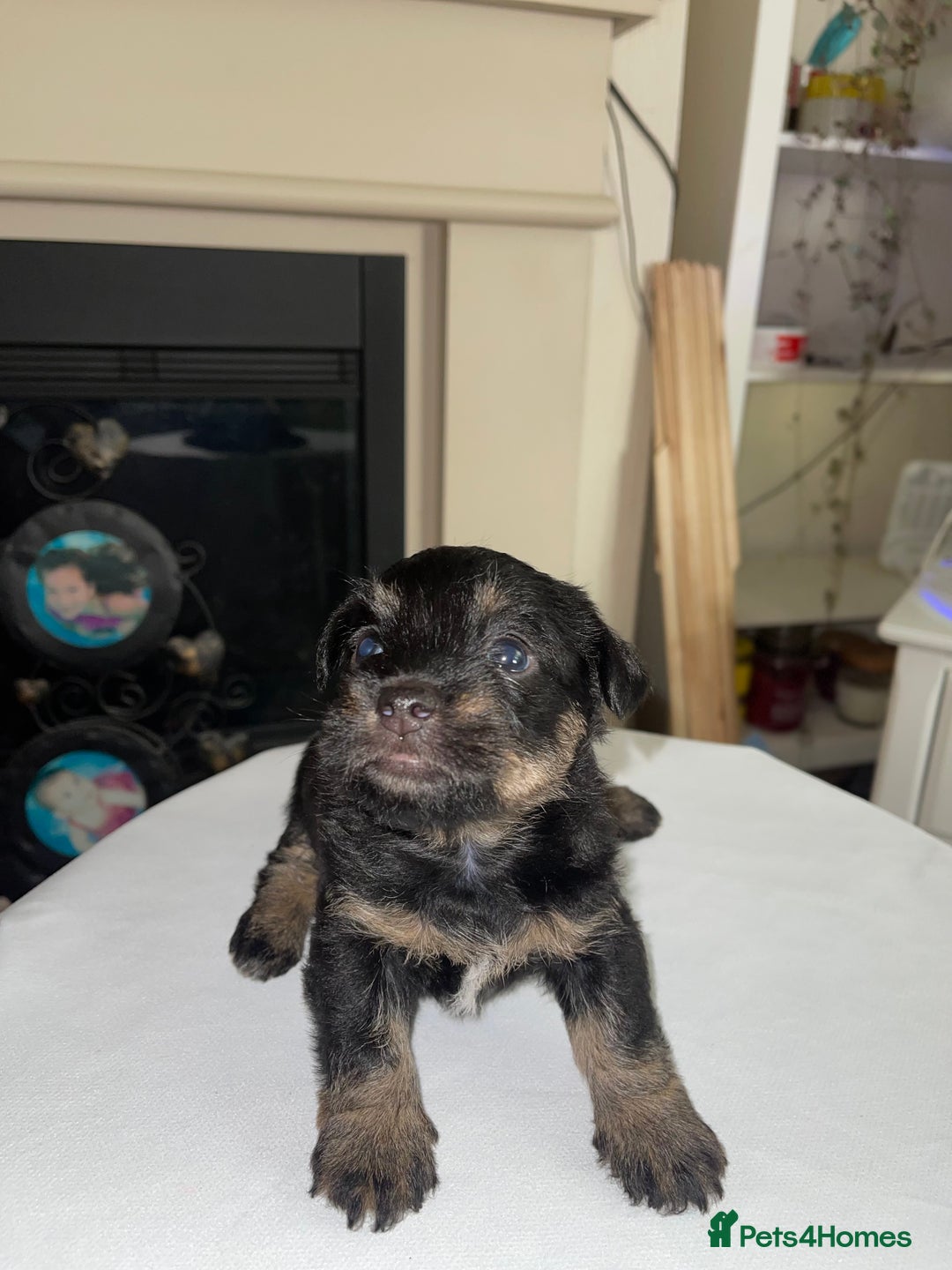 Mixed Breed dogs for sale: Adorable puppies - Image 11