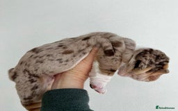 English Bulldog dogs for sale: Beautiful English bulldog puppies  - Advert 9