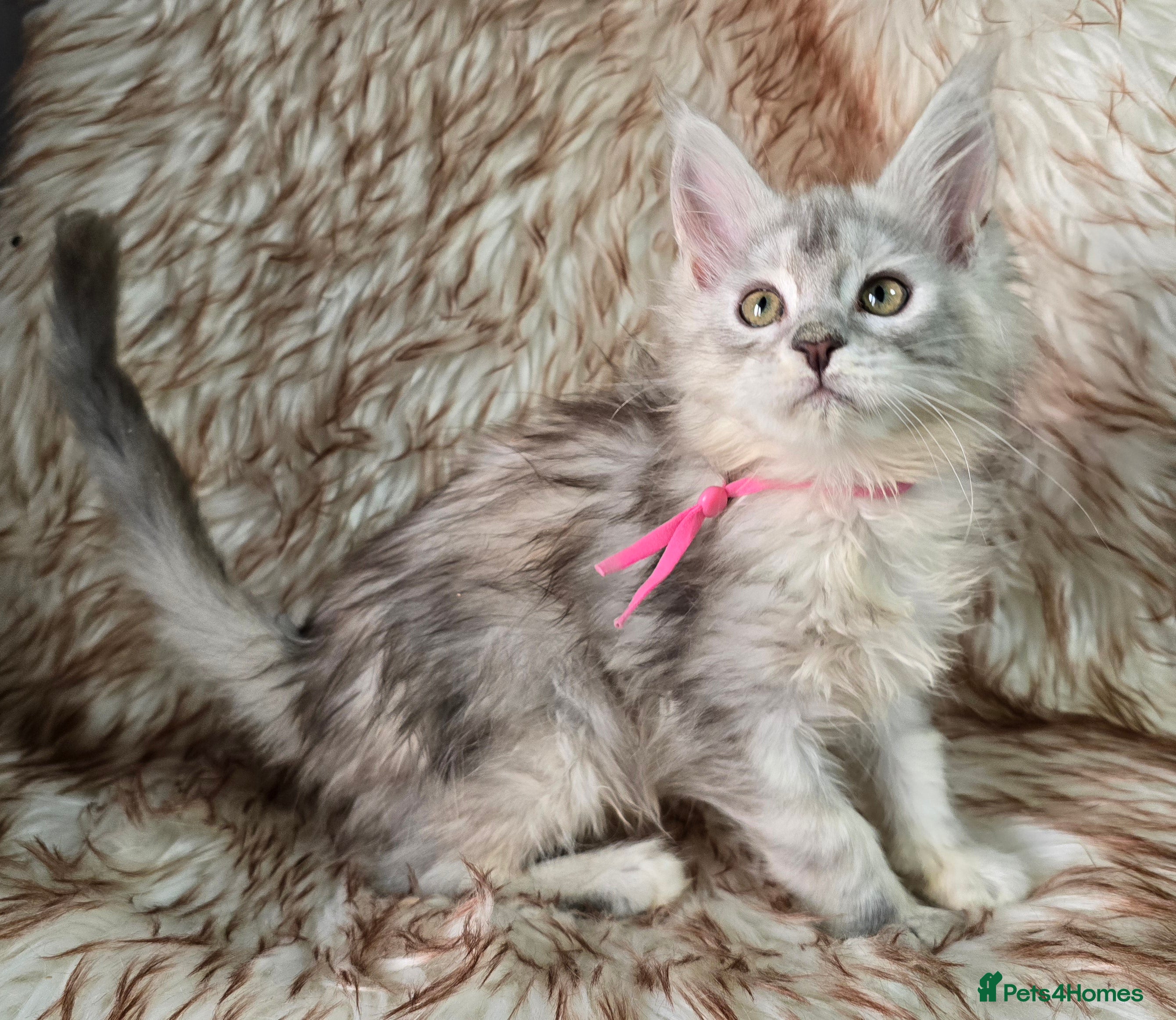 Maine Coon cats Ready for collection on 30.05 Tica Maine Coon  - Advert 2