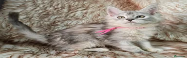 Maine Coon Kitten 7