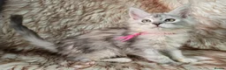 Maine Coon cats for sale: Ready now Maine Coon x2 boys - Advert 2