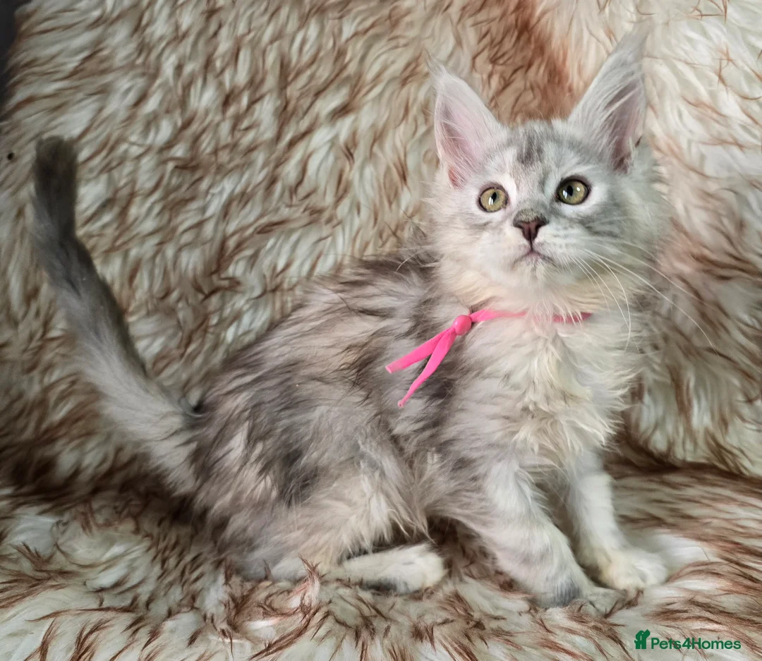 Maine Coon cats for sale: Ready now Maine Coon x2 boys - Advert 2