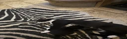 Mixed Breed cats for sale: Beautiful black and white kittens - Advert 8
