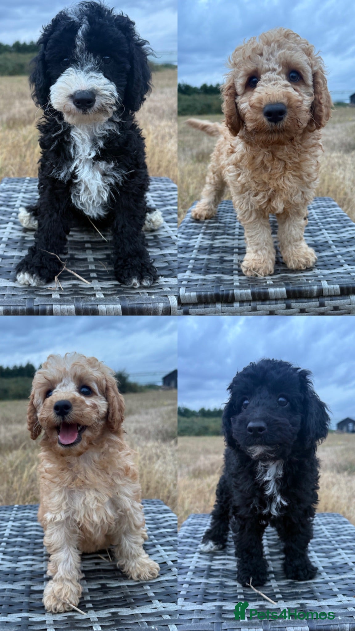 Labradoodle dogs F1B miniature Labradoodles Health tested 🩷 - Advert 1